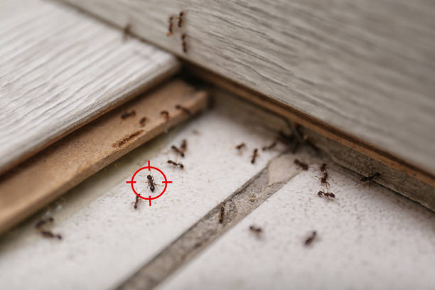 Best Pest Inspection Near Me  in Russell, KS
