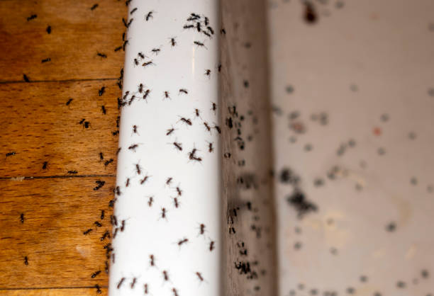 Best Local Pest Control Services  in Russell, KS