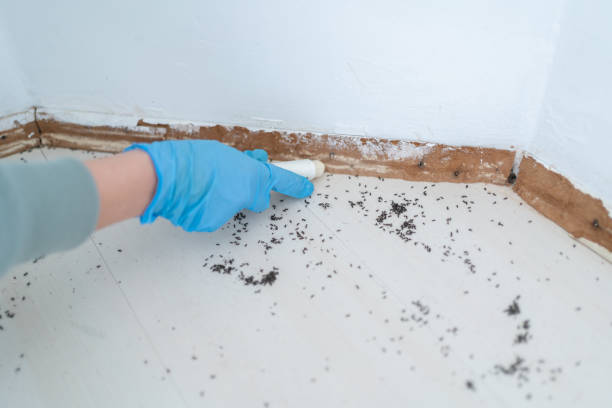 Professional Pest Control in Russell, KS